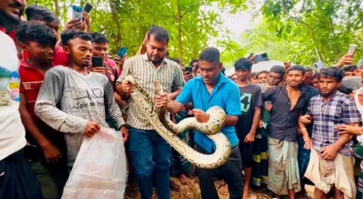 শ্রীমঙ্গলে বসতঘরের সিলিং থেকে উদ্ধার বিশাল অজগর